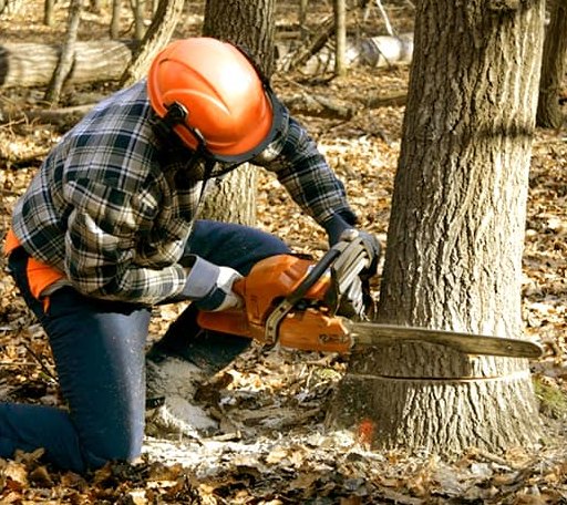 Tree Removal in Chatham, MI